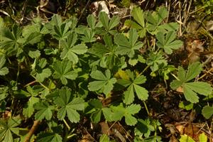 Vysoko položená lokalita Potentilla arenaria.